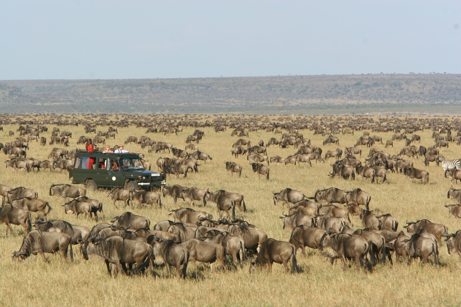 serengeti-national-park-safari-i-tanzania-med-cpt