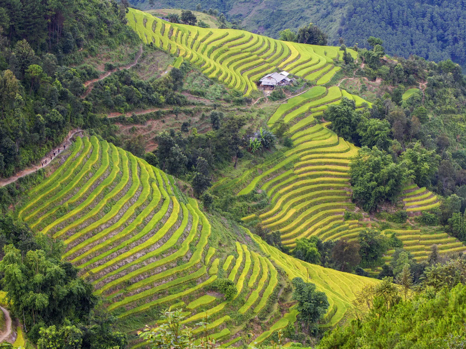 ricefield ha Giang.jpg