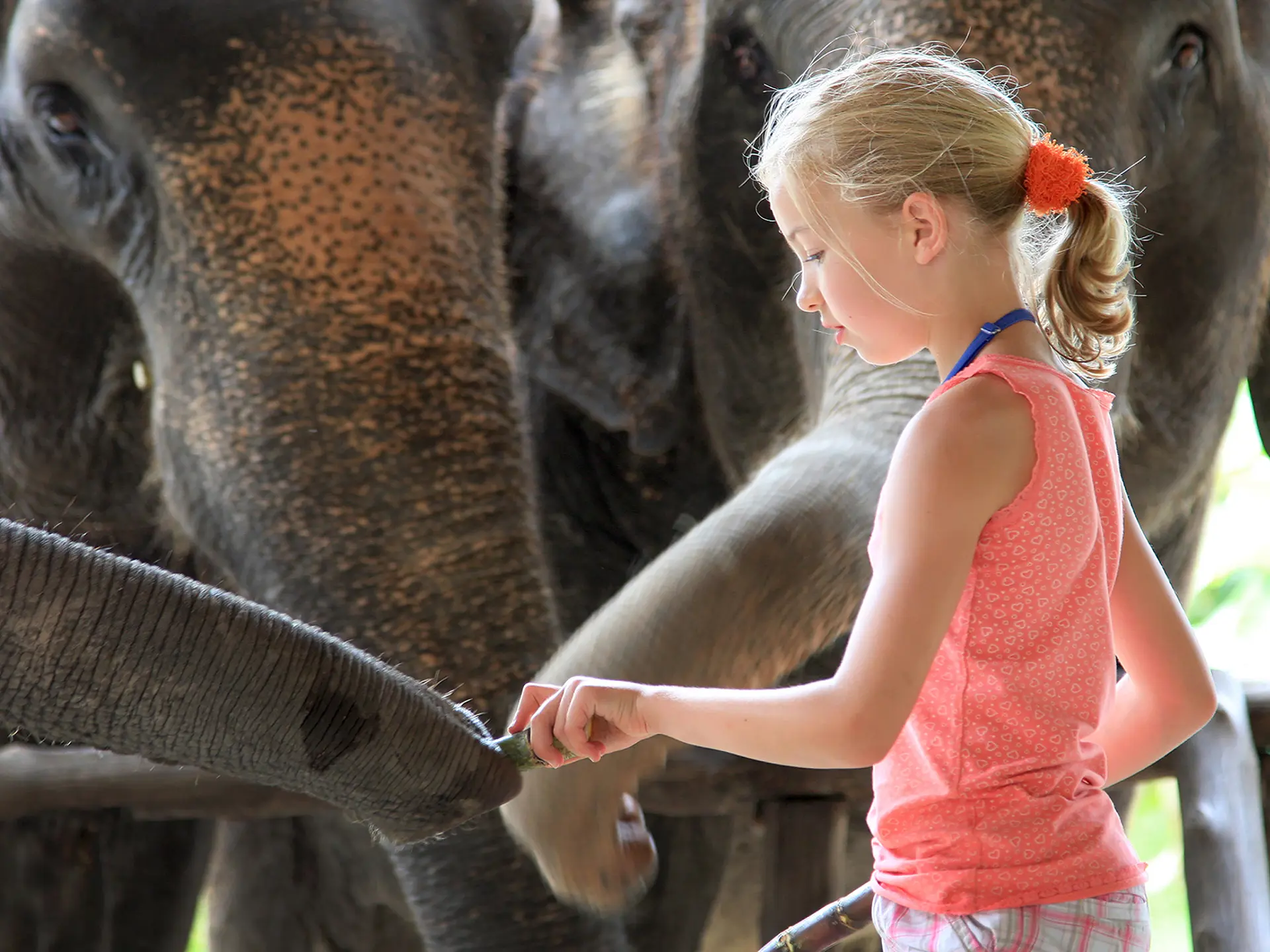 Elephant Hills Luxury Tented Camp Khao Sok National Park Thailand.jpg